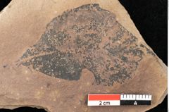 Foto (Detailsansicht) von Quercus palaeoilex Ettingshausen (NHMW-GEO-2024-0188-0953)